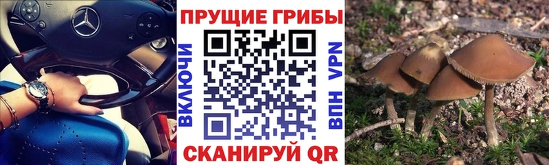 MEGA вход  Махачкала  Галлюциногенные грибы Cubensis  магазин продажи наркотиков 